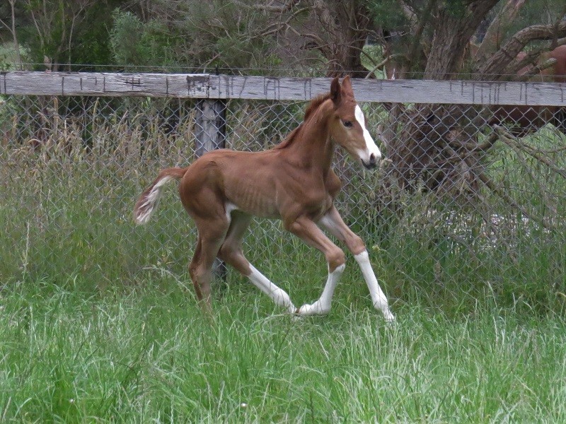 027 Anna x Warmblood chc 6-11 7d